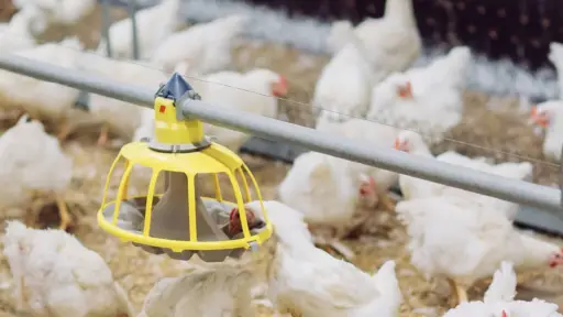 SAG Biobío detalla cómo proteger a los planteles de aves de corral frente a la influenza aviar