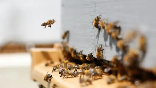 Apicultores avanzan hacia la certificación genética de abejas y miel con apoyo universitario