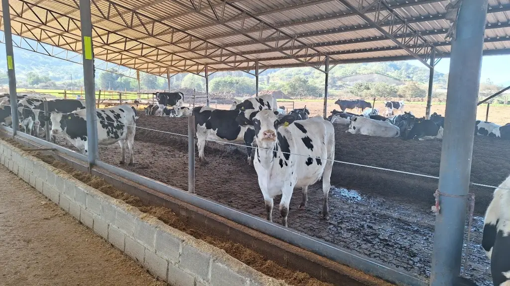 Un 71,9% de la leche es recepcionada por empresas, que han disminuido su nivel de compra, hecho que preocupa a los productores por el efecto en la pequeña y mediana producción láctea. Las exportaciones de productos lácteos disminuyeron un 13% en 2023, con Estados Unidos como principal destino, seguido de Emiratos Árabes, México y Perú.