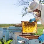 Uno de los focos planteados en el documento de Monachi es mantener una adecuada limpieza de la colmena, las herramientas, alimentos agua insumos y manos del propio apicultor.