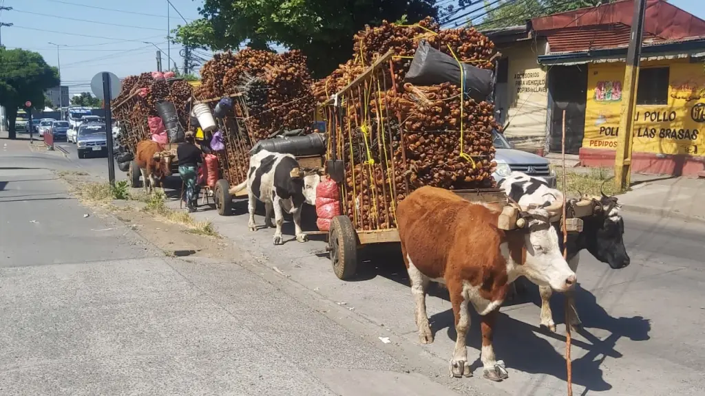 Cuatro carretas cargadas con cochayuyos llegaron este lunes a Los Ángeles desde Tirúa., Cedida