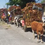 Cuatro carretas cargadas con cochayuyos llegaron este lunes a Los Ángeles desde Tirúa., Cedida