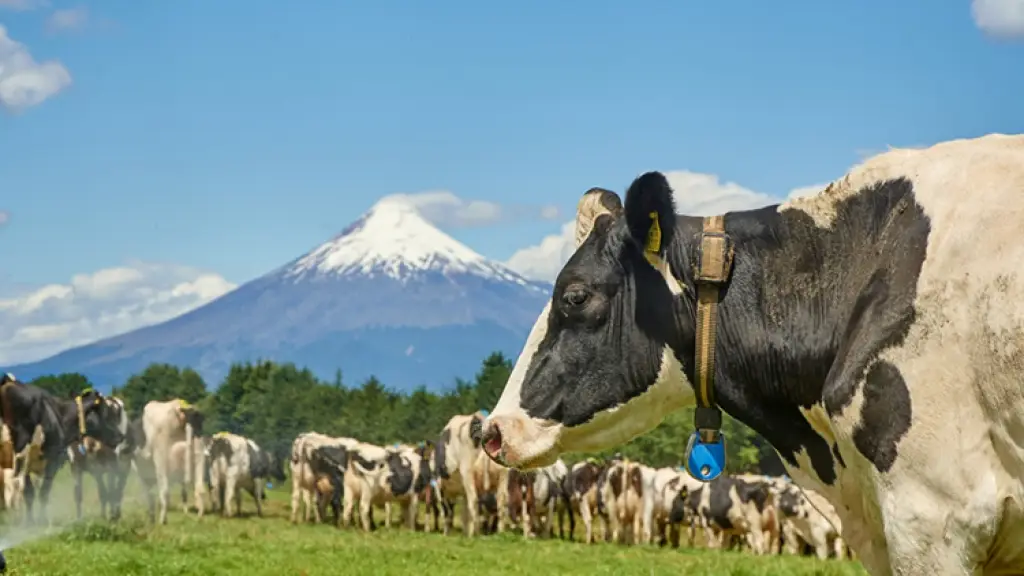 Nuevos proyectos asociativos al alero del cooperativismo han permitido sumar actores que incursionan en el procesamiento y comercialización de lácteos, dinamizando la actividad.