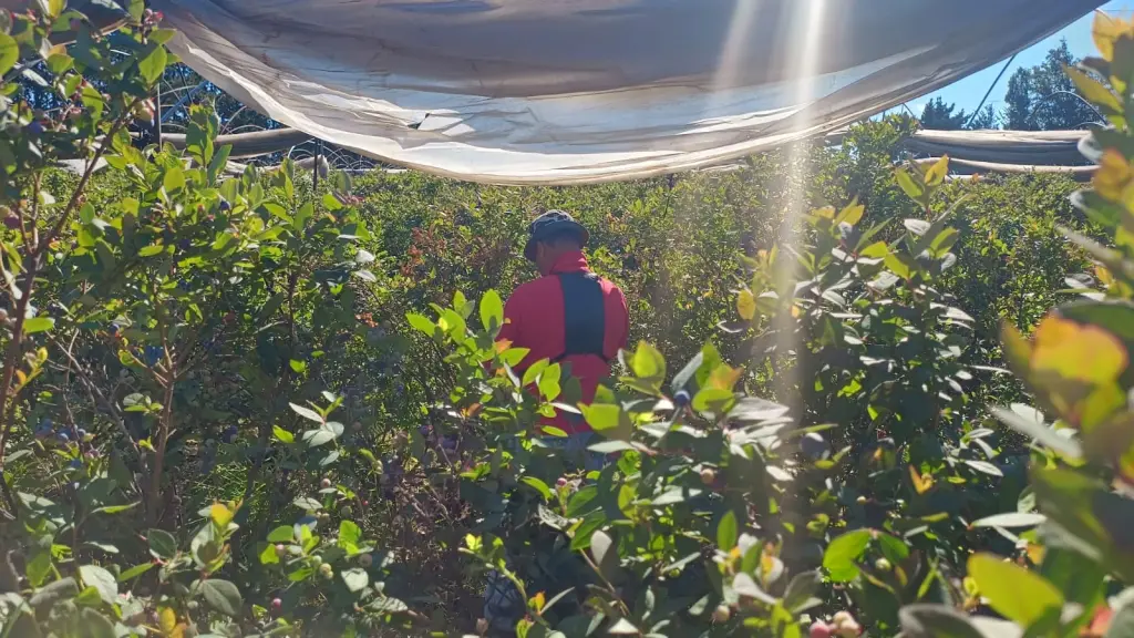 Intensifican fiscalizaciones en Biobío ante alza de temperaturas y trabajos de temporada, Cedida
