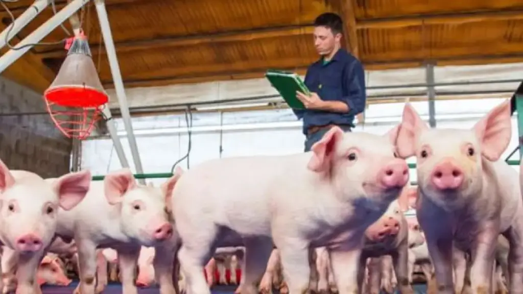 La entrada en vigor de la nueva norma para alimentación animal está programada para enero de 2025.