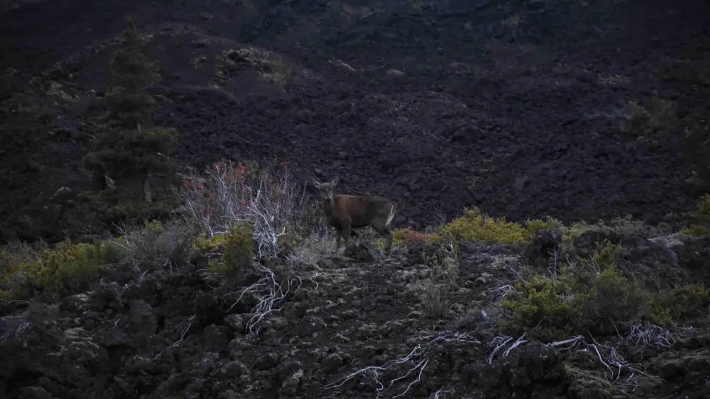 Avistamiento de huemul en el Parque Nacional Laguna del Laja destaca la recuperación de su hábitat, Cedida