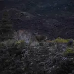 Avistamiento de huemul en el Parque Nacional Laguna del Laja destaca la recuperación de su hábitat, Cedida