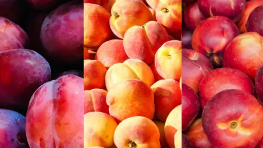 Exportaciones de carozos chilenos 2024-25 alcanzarán nuevo récord con 38 millones de cajas