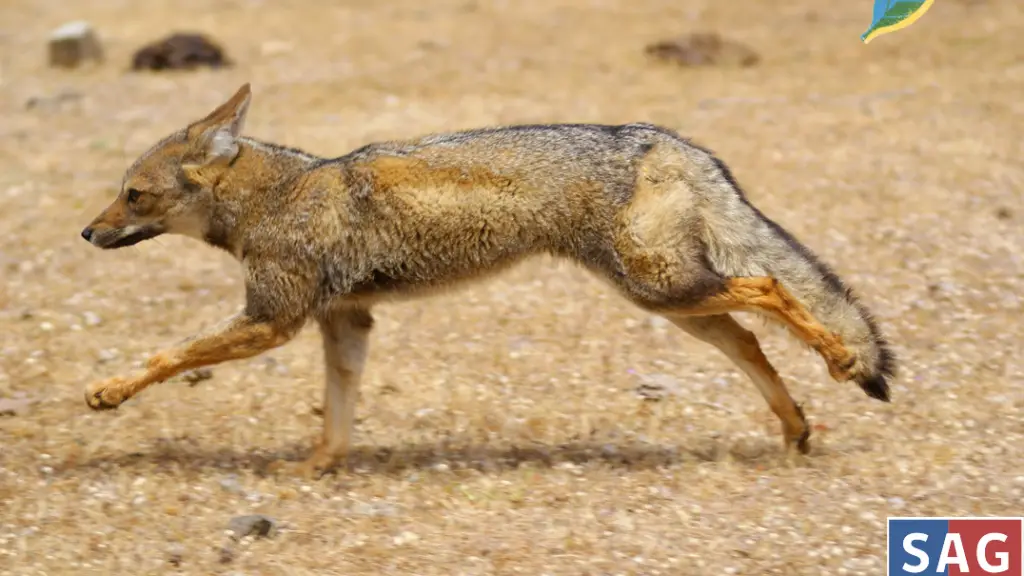 Entregan recomendaciones en casos de fauna silvestre lesionada tras incendios forestales, Cedida