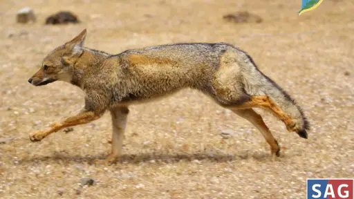 Entregan recomendaciones en casos de fauna silvestre lesionada tras incendios forestales
