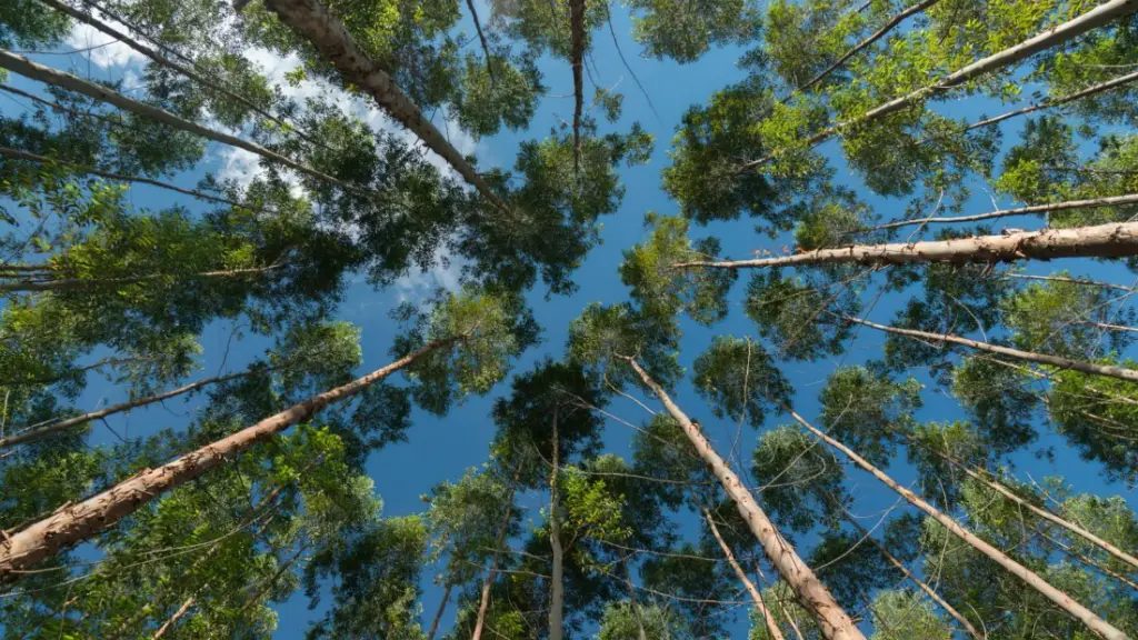 La superficie de plantaciones ha disminuido en un 14%, ha generado la pérdida de 48 mil puestos de trabajo y el cierre de cerca de 200 aserraderos.