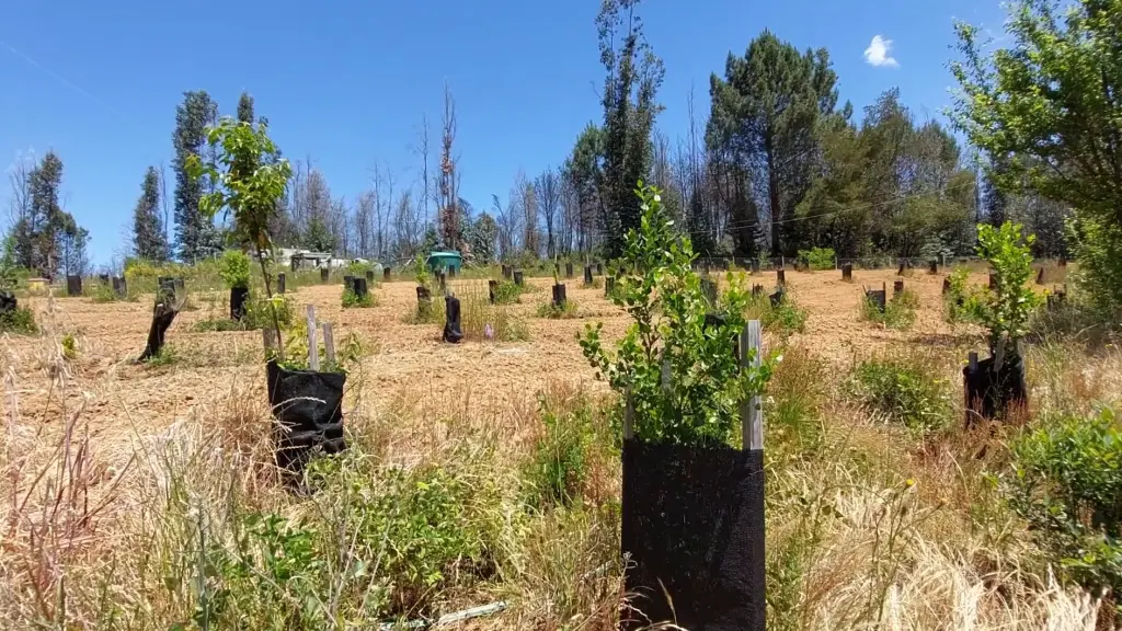 Reforestan con árboles nativos , cedida