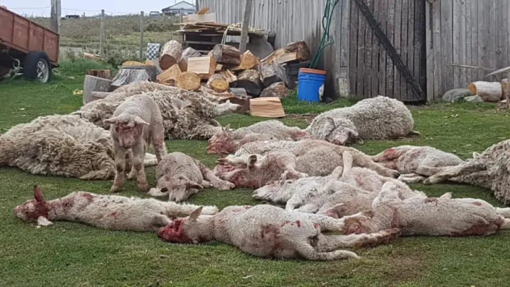 Los precios pagados por ganado ovino y caprino se han mantenido bajos, mientras que los costos a productor que se han mantenido elevados.