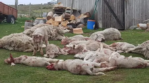 Precios bajos y ataques de perros: Los desafíos del sector ovino y caprino en Chile