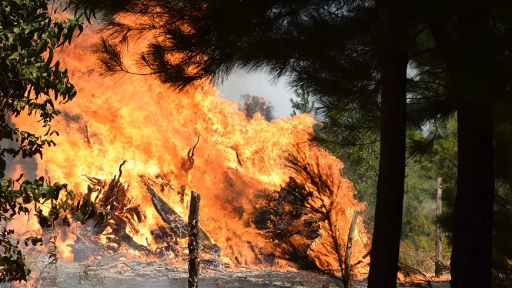 Incendio Las Pitras, Archivo febrero 2023