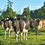 A pesar de las diferencias arrojadas por el análisis del INIA, toda la carne bovina chilena podría ser considerada saludable.  Las carnes rojas producidas en el sur de Chile poseen atributos para ser consideradas como una carne saludable y su consumo podría disminuir el riesgo de enfermedades coronarias, según el informe. 