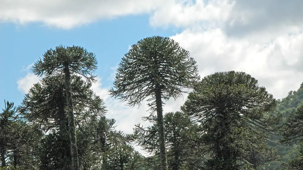 Araucarias en Alto Biobío, Diario La Tribuna