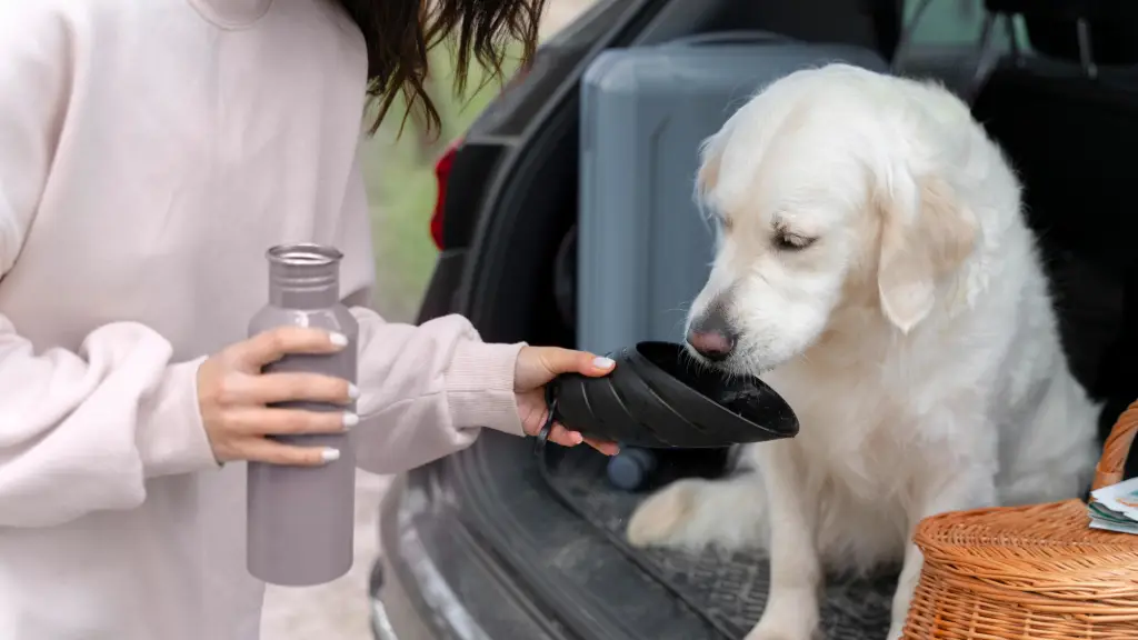 Las altas temperaturas ambientales son el principal factor de riesgo para que las mascotas sufran un golpe de calor., Cedida