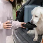 Las altas temperaturas ambientales son el principal factor de riesgo para que las mascotas sufran un golpe de calor., Cedida