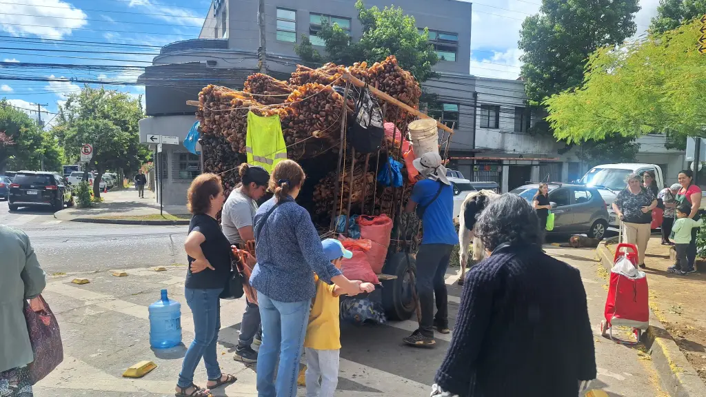 Los cochayuyeros de Tirúa en la Plaza Pinto , Diario La Tribuna 