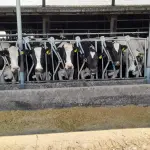 La recepción industrial de leche en Chile aumentó aproximadamente un 3,5% en 2024.  El trabajo de los gremios puede ayudar a que las lecherías se mantengan competitivas y viables, promoviendo la sostenibilidad y defendiendo sus intereses.