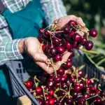 La demanda de trabajo en temporada de cosecha de frutas es mayor a la oferta de trabajadores chilenos, según dirigentes del sector agrícola.