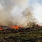 Controlan incendio en sector Santa Amelia en Negrete