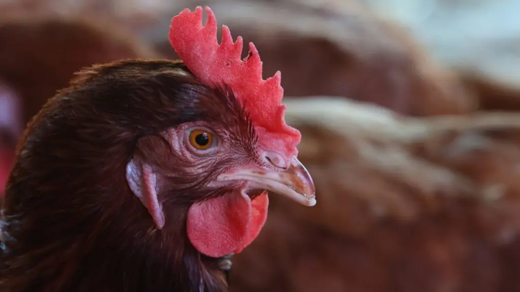 Para los casos de influenza aviar, instaron a los agricultores a mantenerse atentos a la sintomatología de las aves para hacer las pruebas y denuncias a tiempo.