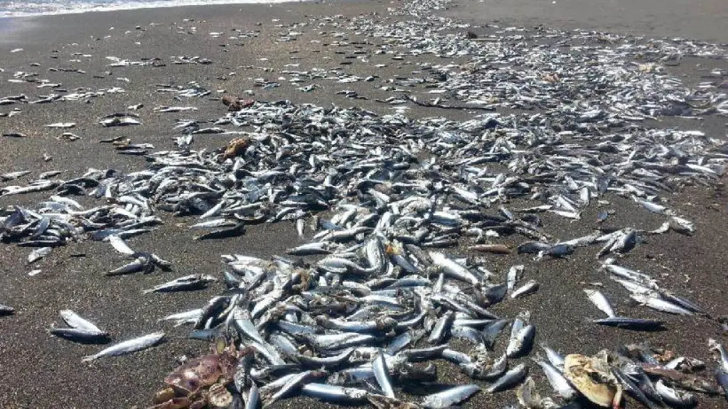 Sardinas varadas , Extraída de Soy Chillán