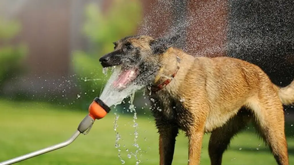 Calor Extremo: Como cuidar a nuestras mascotas ante un golpe de calor extremo, Jeremy