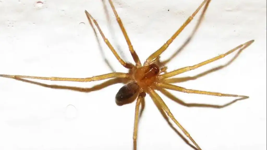 Araña de rincón, Cedida