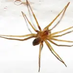 Araña de rincón, Cedida