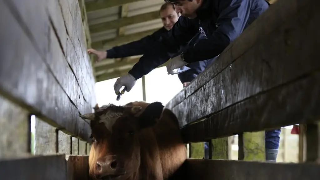 La carne obtenida producto de abigeato arriesga a la población a enfermedades producto de que no se garantizan las condiciones de inocuidad para el consumo humano.