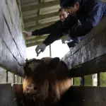 La carne obtenida producto de abigeato arriesga a la población a enfermedades producto de que no se garantizan las condiciones de inocuidad para el consumo humano.