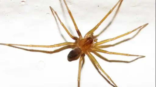 Experto explica cuáles son los síntomas de una picadura de araña de rincón