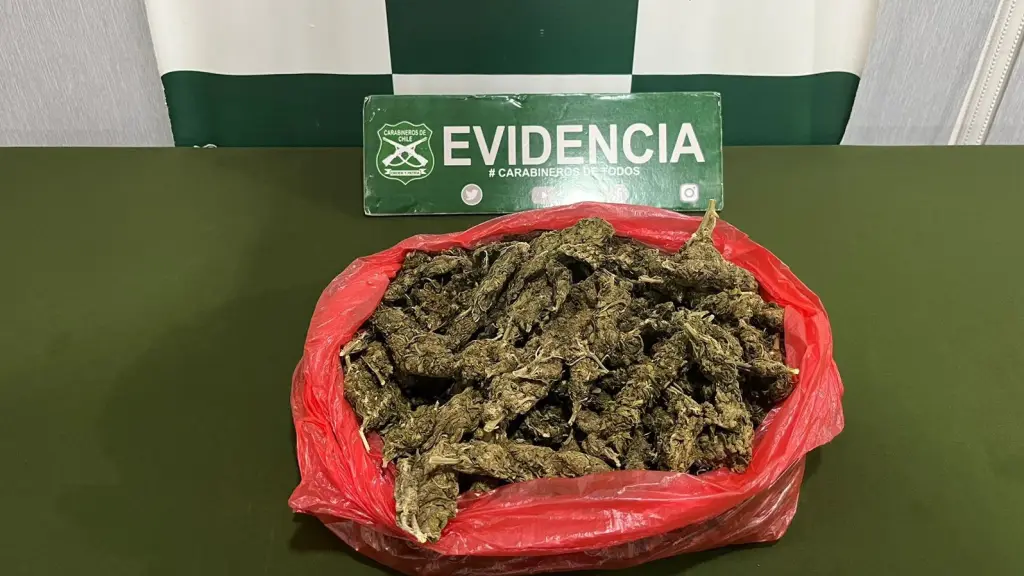 Marihuana incautada., Cedida