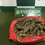 Marihuana incautada., Cedida