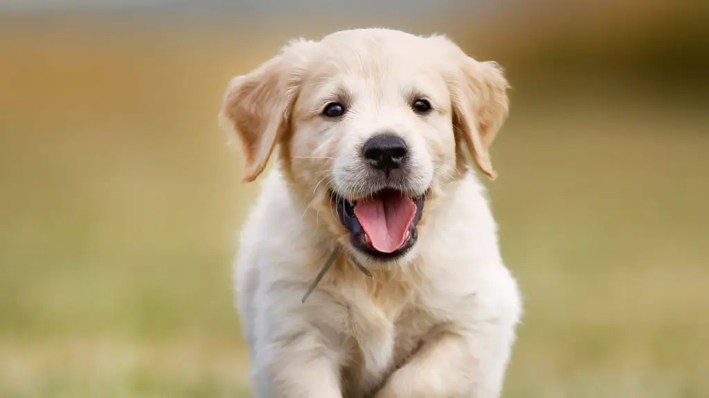 Nuevas iniciativas veterinarias en Los Ángeles, La Tribuna