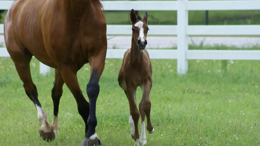 Puma da de muerte a potrillo