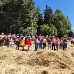 Un aspecto de la trilla a yegua suelta en Cancha Rayada, el año pasado., Cedida