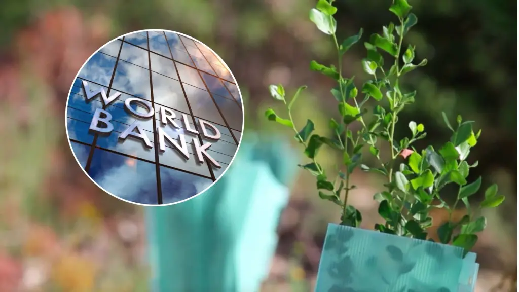 USD.1 millones: Biobío liderará iniciativas de manejo sostenible de bosques con recursos internacionales, La Tribuna