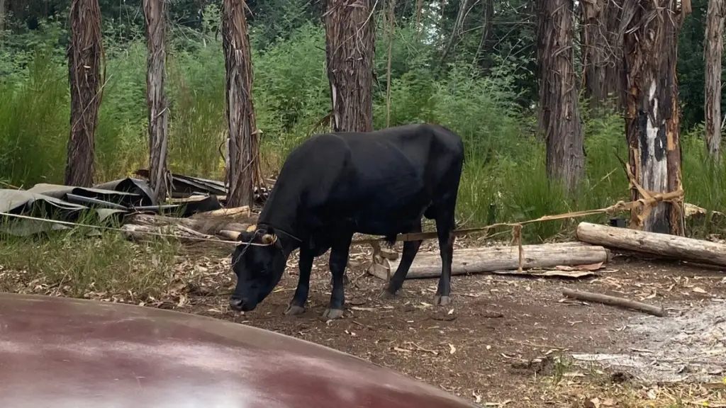 El incidente se registró en la comuna de Mulchén, Cedida