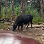 El incidente se registró en la comuna de Mulchén, Cedida