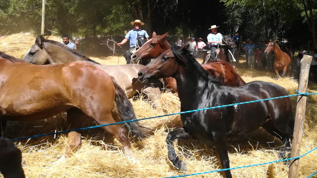 Quilleco se prepara para la Segunda Versión de la Fiesta “Al Rescate de las Tradiciones”, La Tribuna