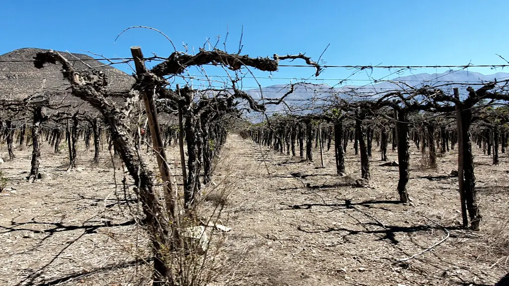 Viñas muertas en la zona de Los Andes, en la cuenca occidental del Aconcagua, una región especialmente afectada por la sequía que azota Chile. , Fotografía facilitada por Dirk Kager / WSL. EFE