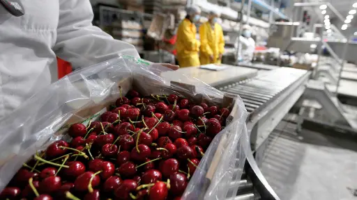 Exceso de oferta y calibres pequeños causaron fuerte baja en precios de cerezas en el mercado chino 