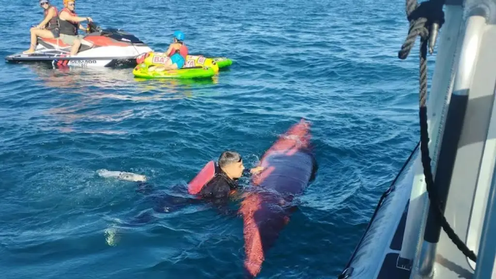 Este miércoles, las labores se intensificaron con la incorporación de un robot submarino., X | Armada de Chile