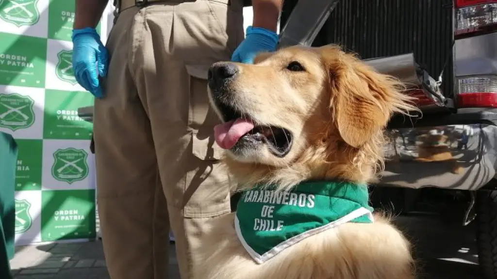 Perro de Carabineros detecta millonario cargamento de drogas: Avalúo supera los  mil millones, La Tribuna