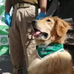 Perro de Carabineros detecta millonario cargamento de drogas: Avalúo supera los $5 mil millones, La Tribuna