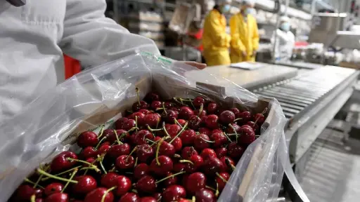 Barco con cerezas chilenas varado en altamar llega a China: primeras inspecciones revelan que la fruta está podrida